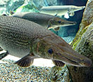 Alligator gar fish swimming underwater