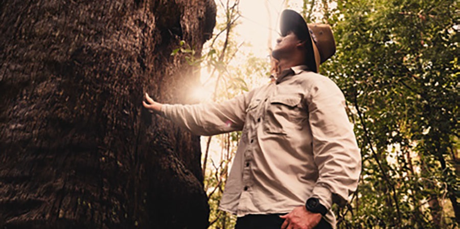 A council worker looking up at a tree with the sun in the background