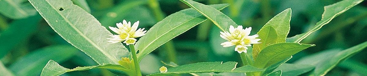 Alligator Weed