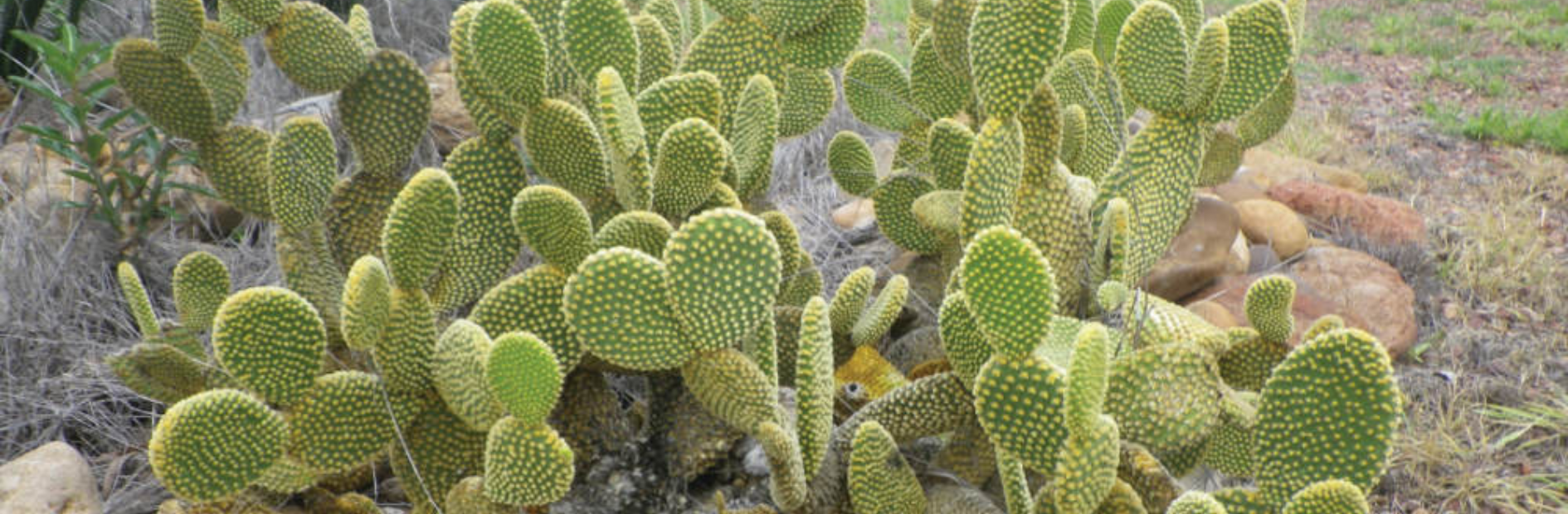 Dense shrub with leave that appear like bunny ears with a yellow flower