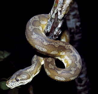 carpet python