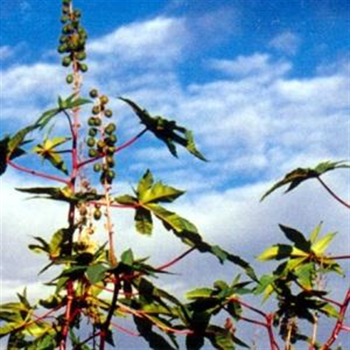 Castor Oil Plant | Logan City Council