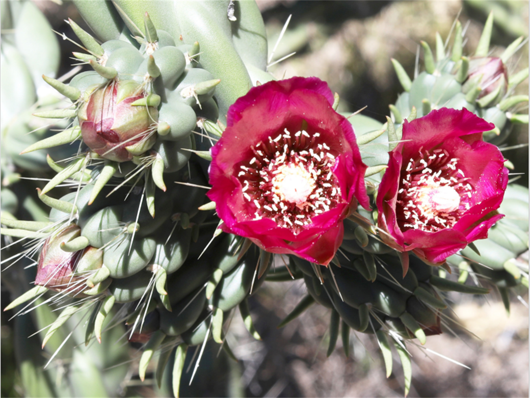 Devil’s Rope Pear | Logan City Council