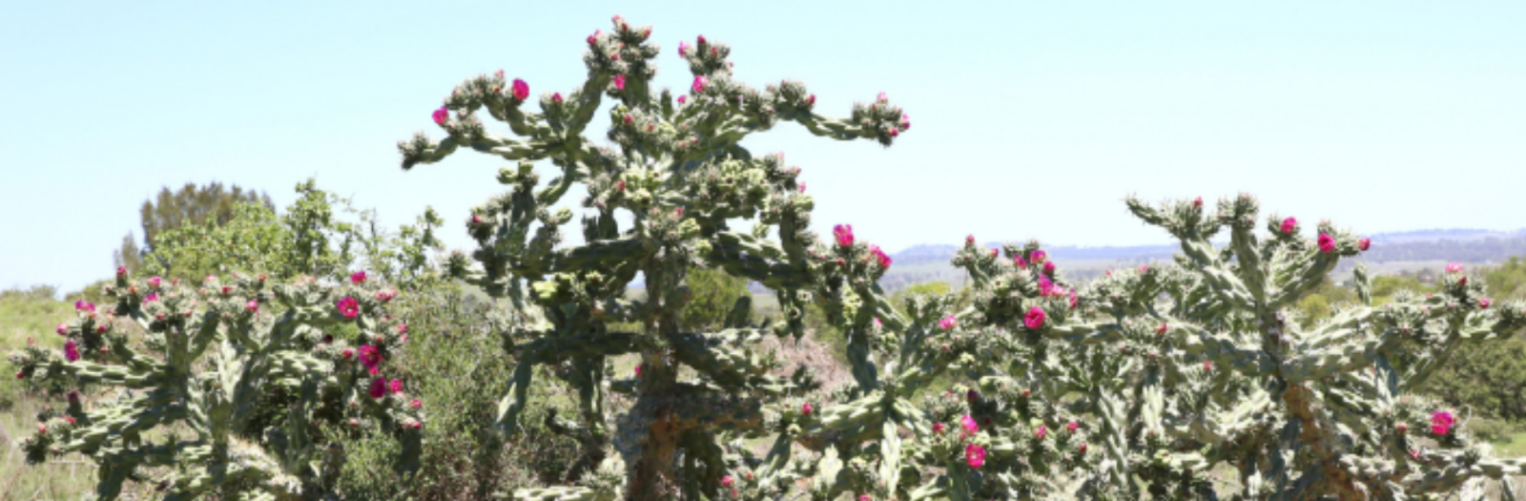Bushy cactus with dull green pads with purple or reddish pink flowers