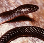 eastern small eyed snake