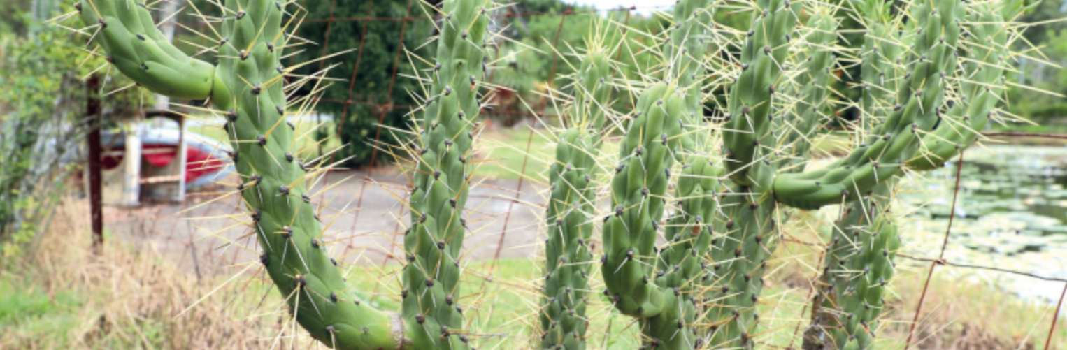 A plant with a glossy green stem and greyish spine with pink flowers