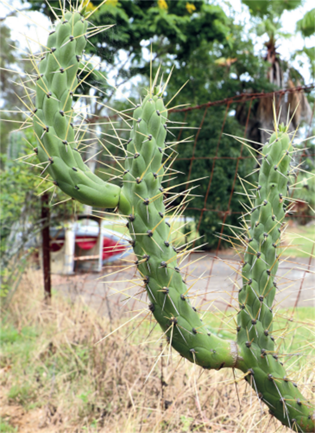 flying cactus Trichocereus hybrid – The Madd Potter
