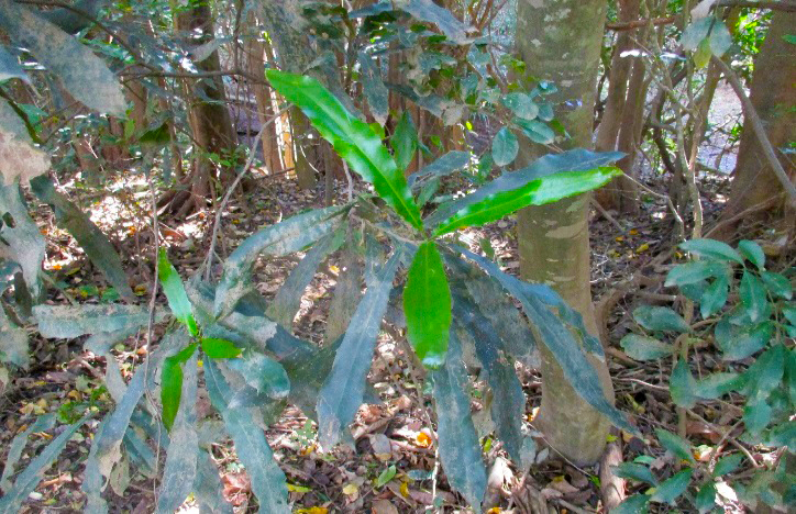 Macadamia integrifolia