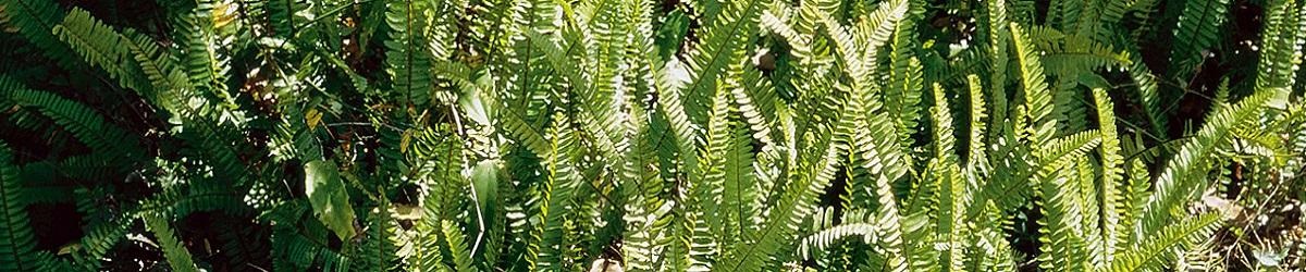 Fish bone fern infestation