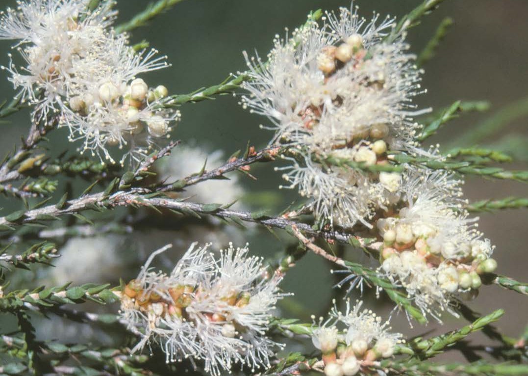 Swamp tea tree (Melaleuca irbyana) flowers that are creamy white and fluffy