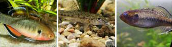 3 native fish species