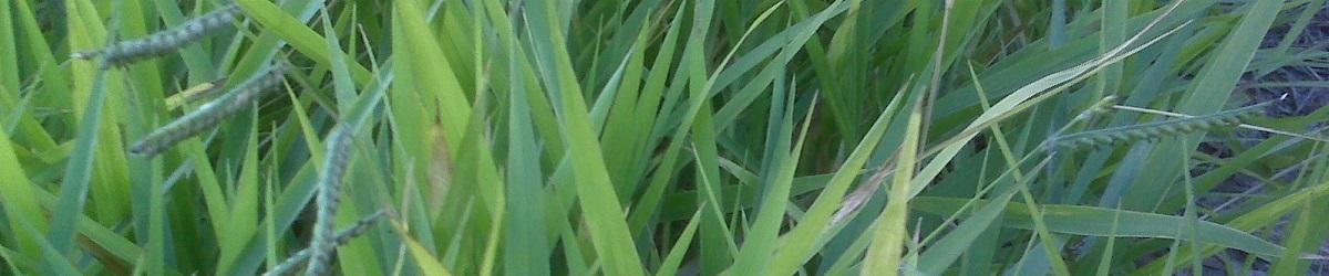 Para Grass. Dark green leaf blades with several flower heads