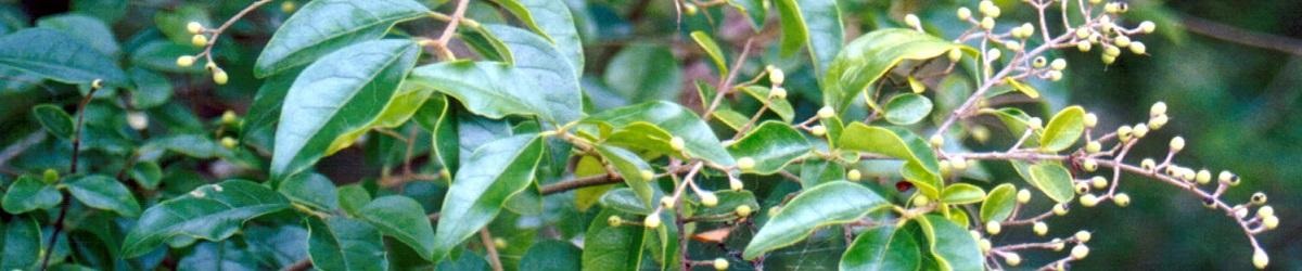 Small Leaf Privet infestation