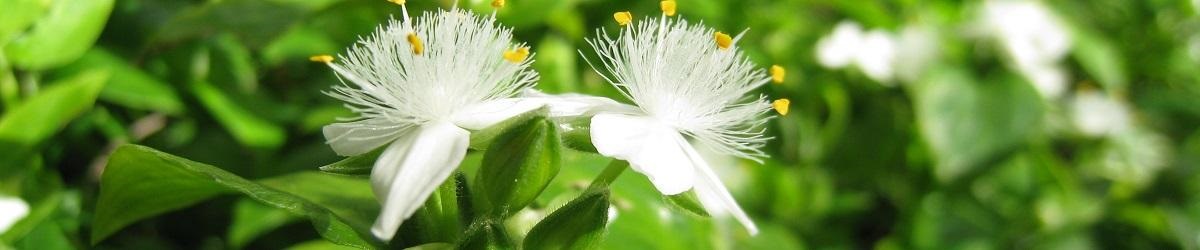 Wandering jew with two white three-petalled flowers