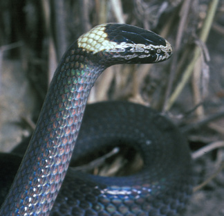 white crowned snake