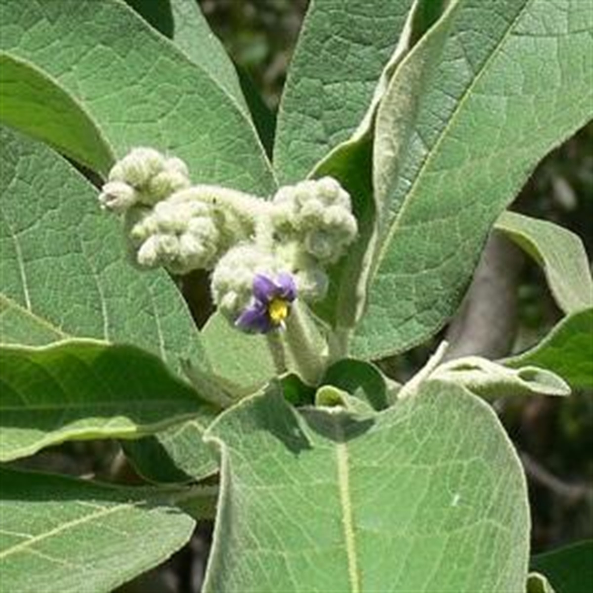 tobacco plant australia Wild Tobacco