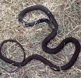 yellow faced whip snake