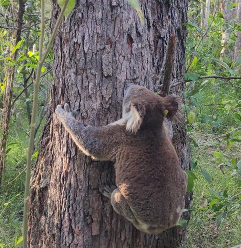 Sparrow the Koala climbing up a gumtree