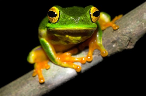 Frog on a branch