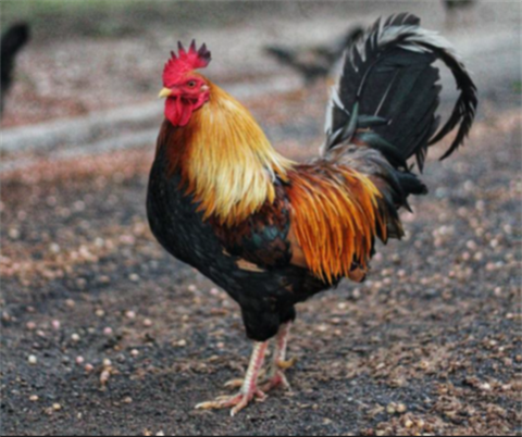 A rooster with bright feathers