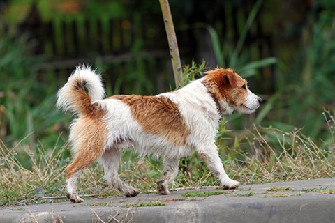 Wandering_dog.jpg