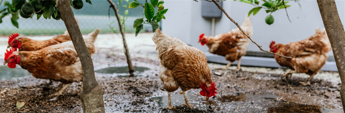 Chickens at Hyperdome community garden