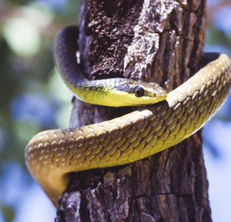 common_tree_snake.png