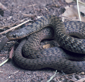 keelback snake