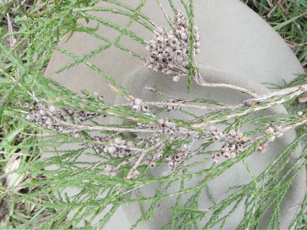 swamp tea tree leaves
