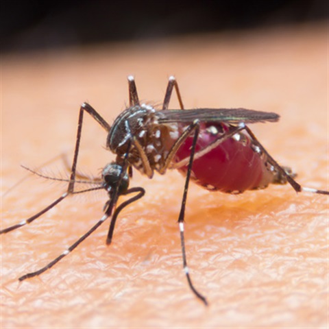 Mosquito on skin