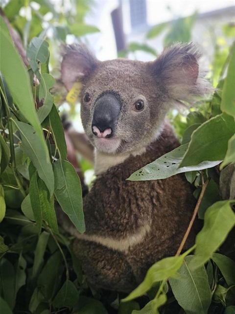 Toro the Koala sitting amongst gum leaves
