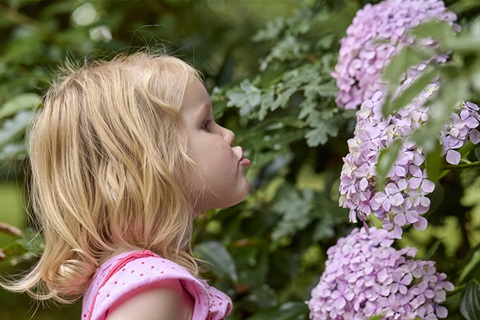 Young girl looking at hydrangea flowers in a garden
