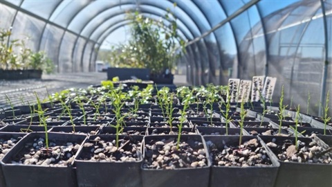 seelings in a greenhouse
