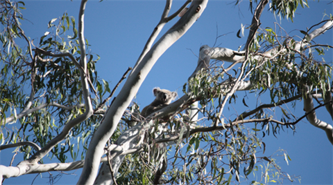Koala high up in a gumtree