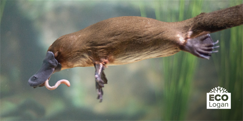 Platypus with a worm in its beak