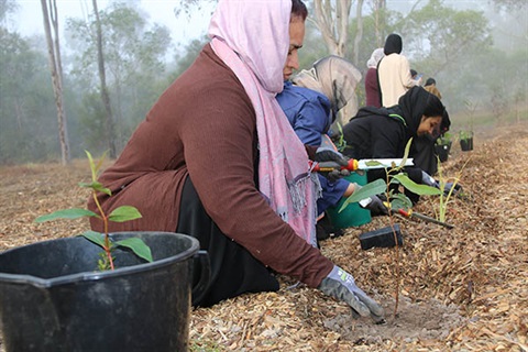 Several women bent down planting trees in an outdoor park area