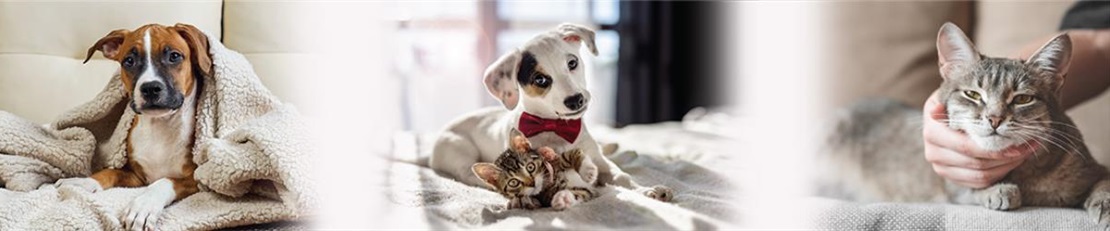 Adopt a pet banner.jpg