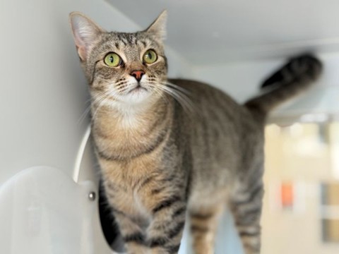 Delta-the-cat.jpg