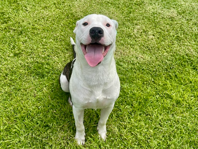 A cheerful white dog with its tongue out sits on green grass