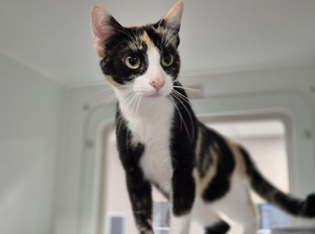 Young tabby cat looking curiously at person taking the photo