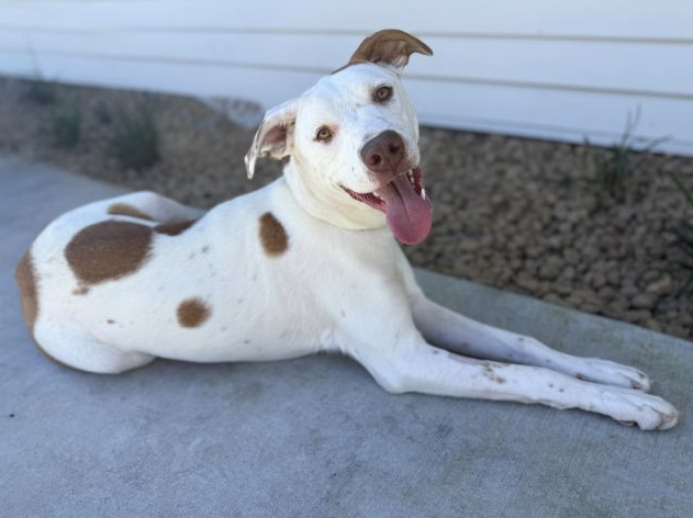 Large breed dog pants happily while laying on the concrete