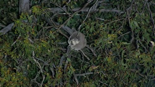 A koala sitting in a tree taken from above