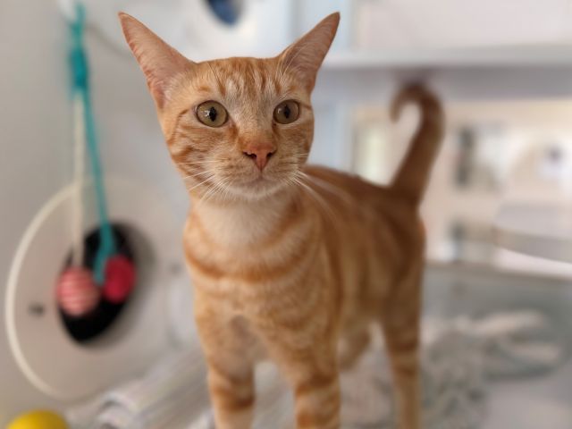 Orange tabby cat with light stripes standing on a white surface inside an enclosure