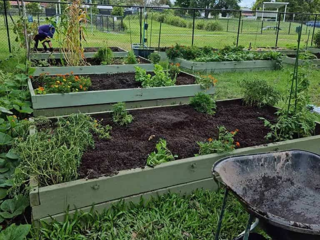 Various plants growing at Crestmead Community Garden