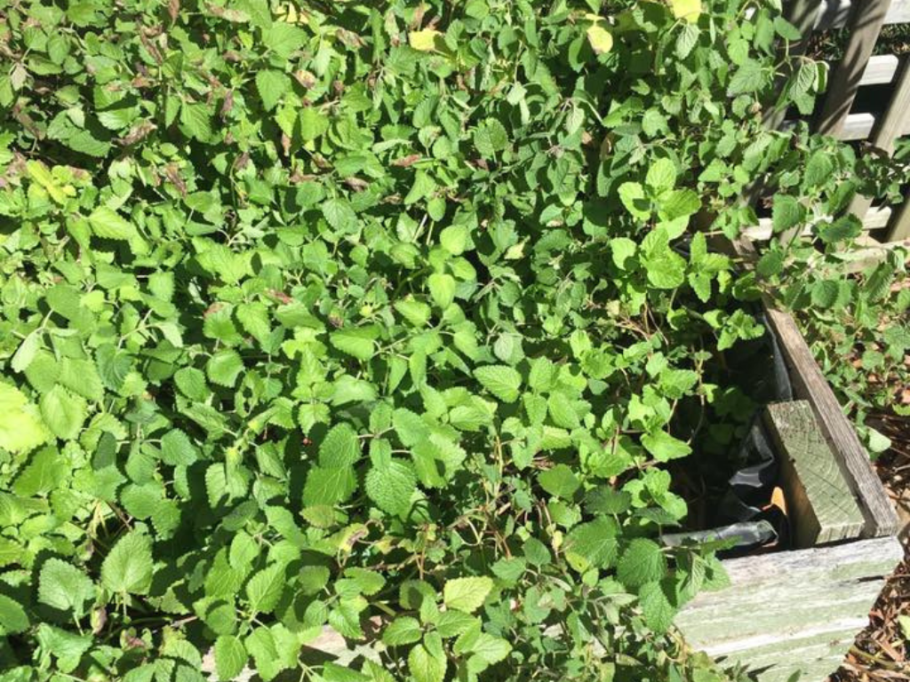 Fresh mint growing at Kingston East Neighbourhood Centre Community Garden