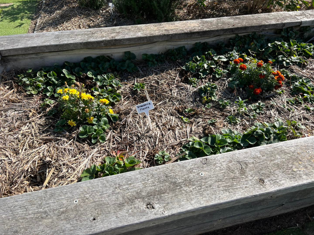 Flowers growing at Yarrabilba Community Garden