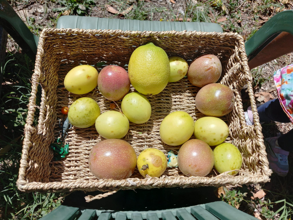 Passionfruit and lemon harvest at Kingston East Neighbourhood Centre Community Garden