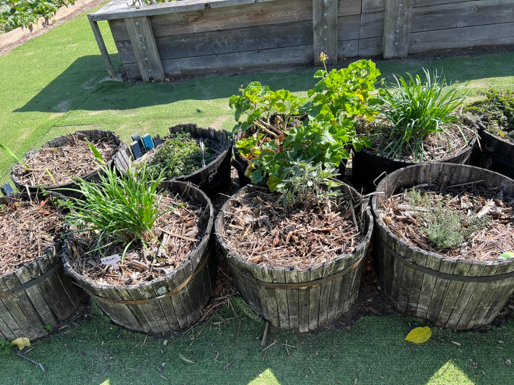 Herbs and spices growing at Yarrabilba Community Garden