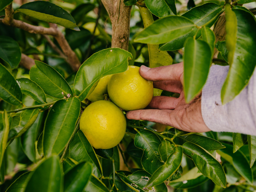 Lemons ready to pick at the Little Vege Patch at Springwood