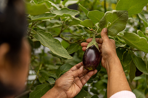 Woman holds small purple eggplant hanging off a vine